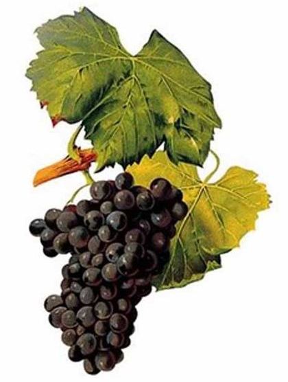 Garnacha oder Grenache Wein online bei Vinatis im Onlineshop kaufen.